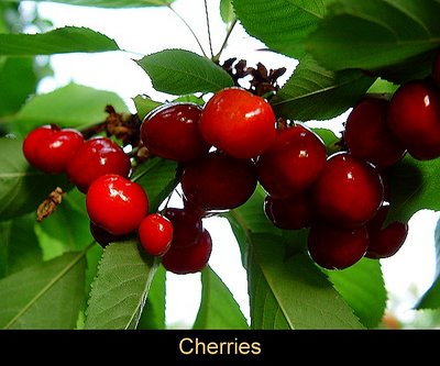 Cherries