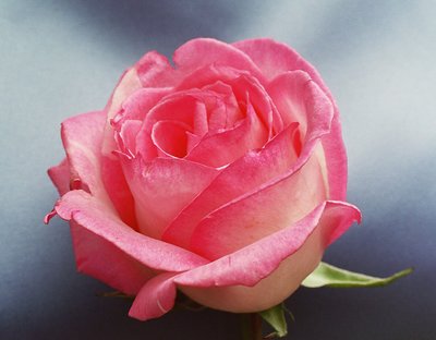 a simple rose