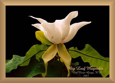 Big Leaf Magnolia