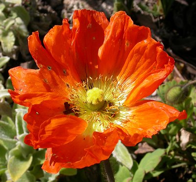 Bright Poppy...