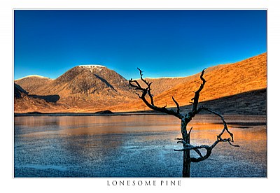 Lonesome Pine