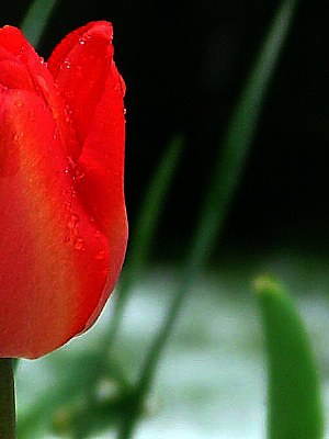 tulip