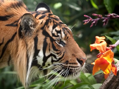 Good Kitty, sniff the flowers