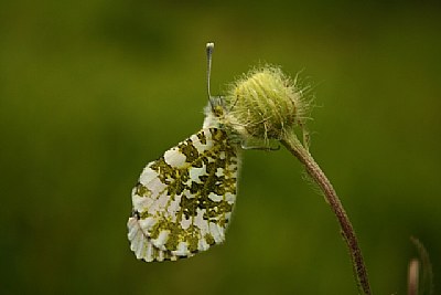 farfalla mimetica