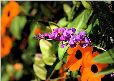 Spring 2009 - Black Eyed Susans Vine