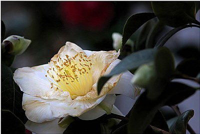 Spring 2009 - Past Prime White Camellia 