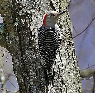 red-bellied-finally