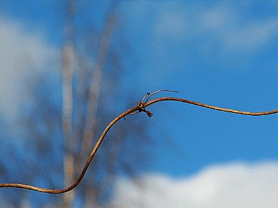 twig painting