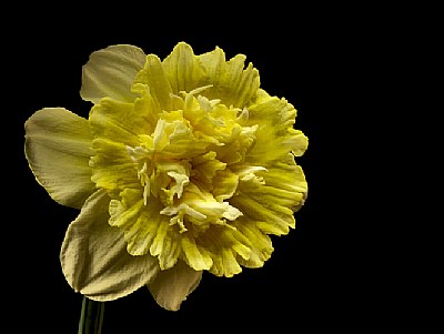 frilly daff