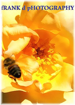 Honey Bee