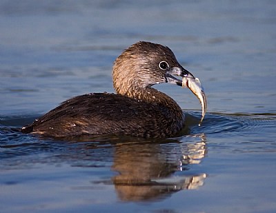 Pie-billed Grebe Meal