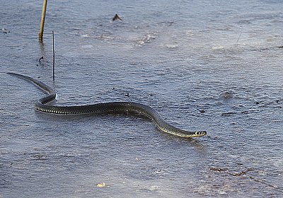 Snake on ICE!