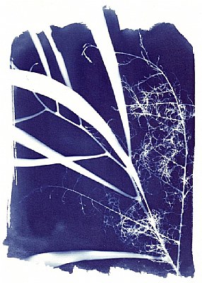 Cyanotype