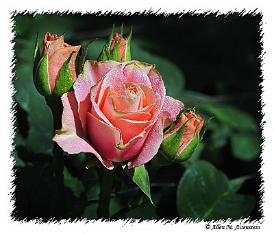 Longwood Roses (d3332)