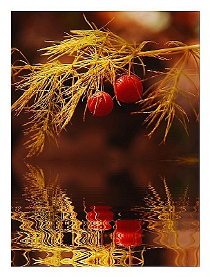 Reflected Berries