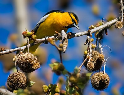 Bullock's Oriole