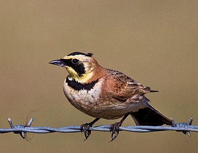 Horned Lark