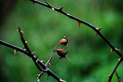 dying hawthorn