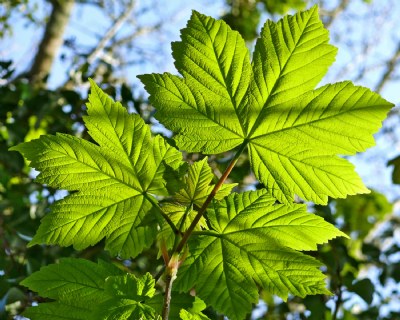 Spring Leaves