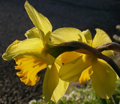 Droopy Daffies...