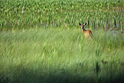 Whitetail Doe in Grasses