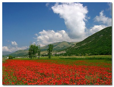 Landscape with poppies