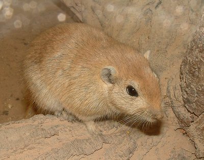 Desert mouse.