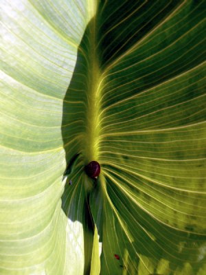 Callas Leaf..Illusion