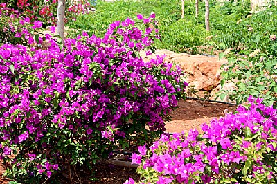 Bougainvilles near Desert