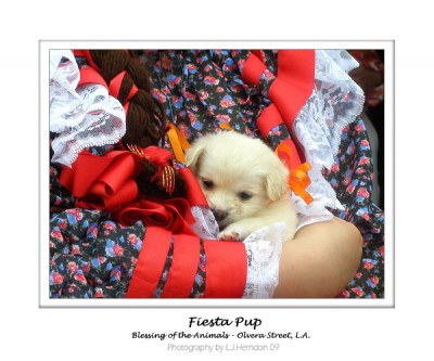 Fiesta Pup - Blessing of the Animals