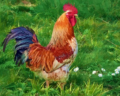 Ruling The Roost