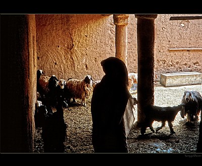 Shepherd in Saudi Arabia