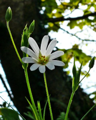 Woodland Treasures