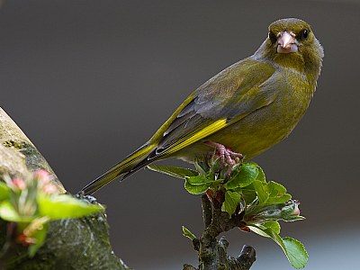 Greenfinch