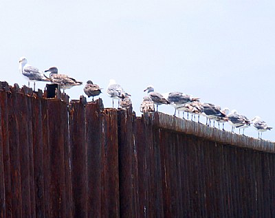 The North End of South Bound Gulls