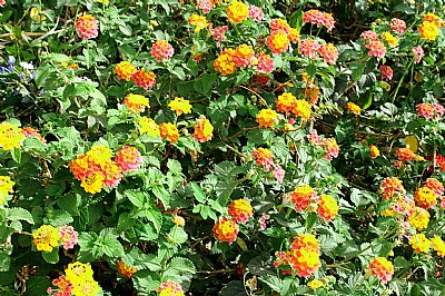 Lantanas at Dead Sea