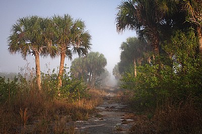 Morning Mist