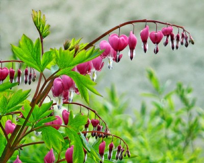 Bleeding Hearts