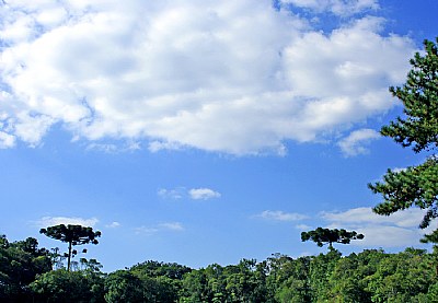 Sky & Trees