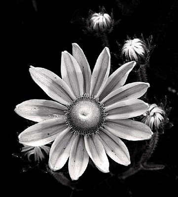 Monochrome Flower
