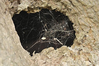 spider