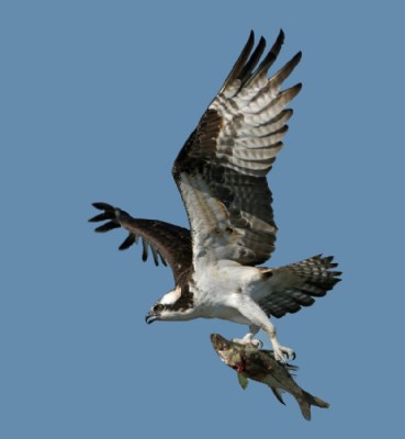 Osprey with Snook