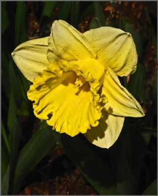 DAFFODIL CLOSE-UP