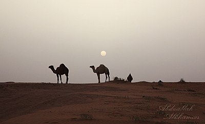 Beauty of the desert