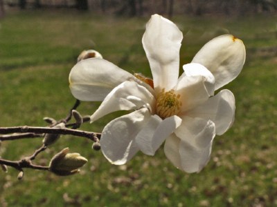 MAGNOLIA BLOSSOM