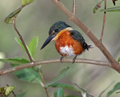 Pigmy Kingfisher