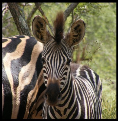 Baby Zebra