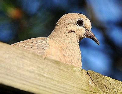 Mourning Dove