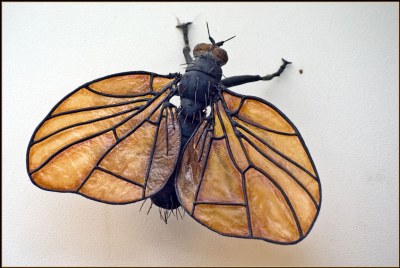 Goldwinged Blowfly