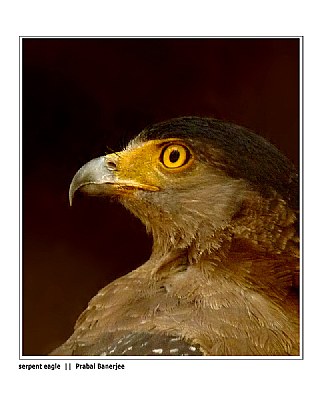 serpent eagle